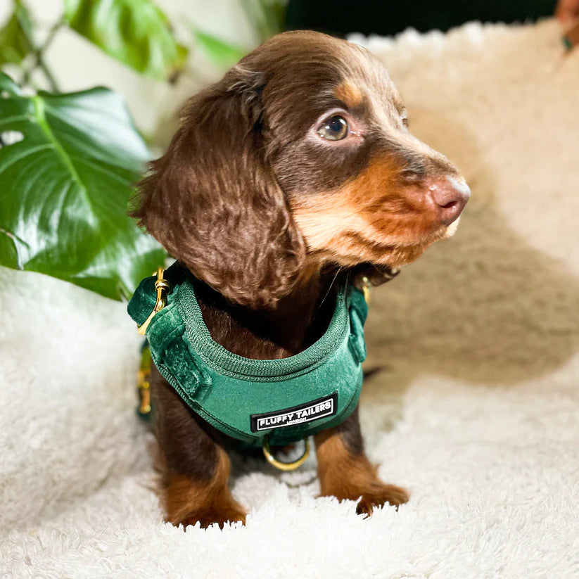 Emerald Green Collection - Dog Harness, Collar, Bow Tie, Lead and Poop Bag Holder by Fluffy Tailers